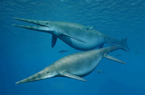 Lilstock Ichthyosaur 205 Milion Year Old Large Sea Creatures Jaw Bone