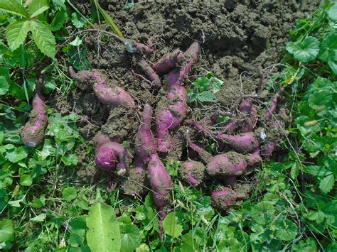 An intrusive, but one of the most widely consumed varieties of yam cultivated in the pacific islands, asia and west africa. Tongan Sweet Potato : Pdf Better Nutrition For The ...