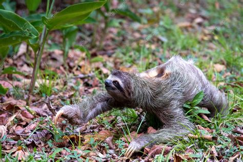 Free Photo Closeup Of A Two Toed Sloth On The Ground Covered In Leaves And Grass Under The