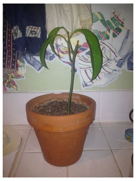 Update Of 4 Month Old Mango Tree