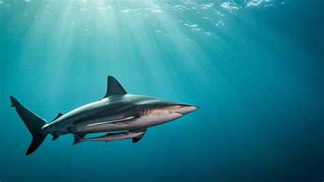 Share More Than 68 Shark Wallpaper 4k Incdgdbentre