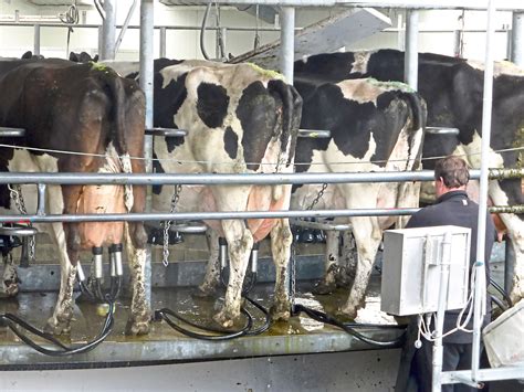 Dairy Farmers Close In On Deal For New Milk Processing Plant
