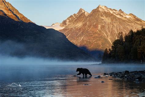 Wildlife And Bird Photography Of Alaska Jeff Schultz Photography