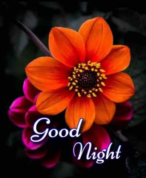 Pin By Aditi Kumari On Good Night Image Good Night Messages Good Night Image Good Night