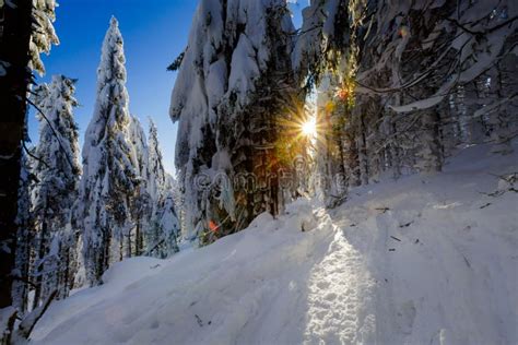 Winter Trekking Beskidy Mountains Rysianka Stock Photo Image Of