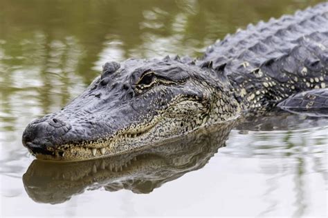 How Many Alligators Live In Floridas Lake Talquin A Z Animals