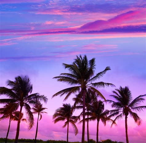 Miami Beach South Beach Sunset Palm Trees Florida Photo