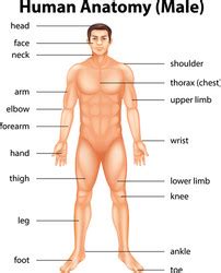 Human Body Vector Images Over