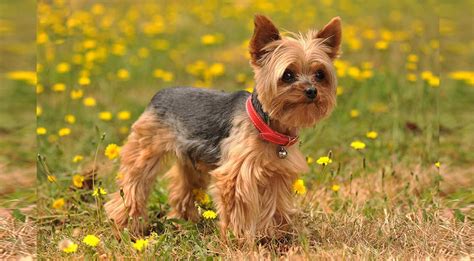 Yorkshire Terrier Dog Breed Information And Facts Pictures Pets Feed