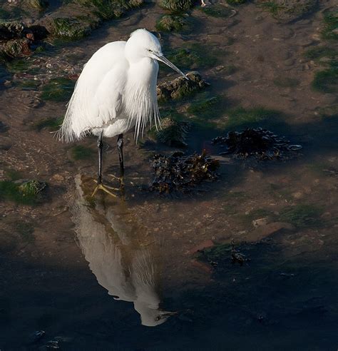 Photo Low Tide By Carlos Loff Fonseca Nature