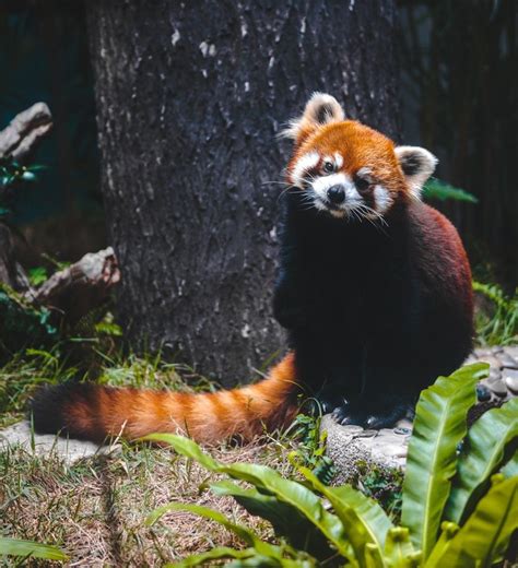 Red Pandas Macaus Best Kept Secret