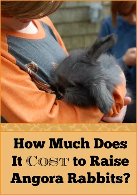 How Much Does It Cost To Raise Angora Rabbits