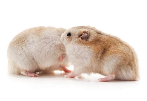 806 Two Hamster Stock Photos Free And Royalty Free Stock Photos From