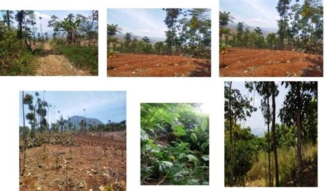 Jual Tanah Subur Cocok Pertanian Perkebunan