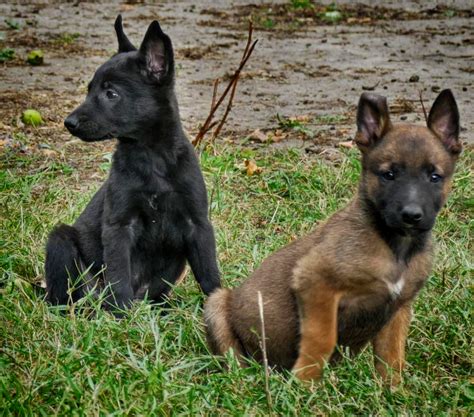 Belgian malinois was the first time register in america in 1959. Belgian Malinois Puppies For Sale Right Now | Wolfsbane K9