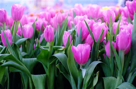 Cập Nhật Với Hơn 85 Về Hình Nền Hoa Tulip đẹp Mới Nhất Vn