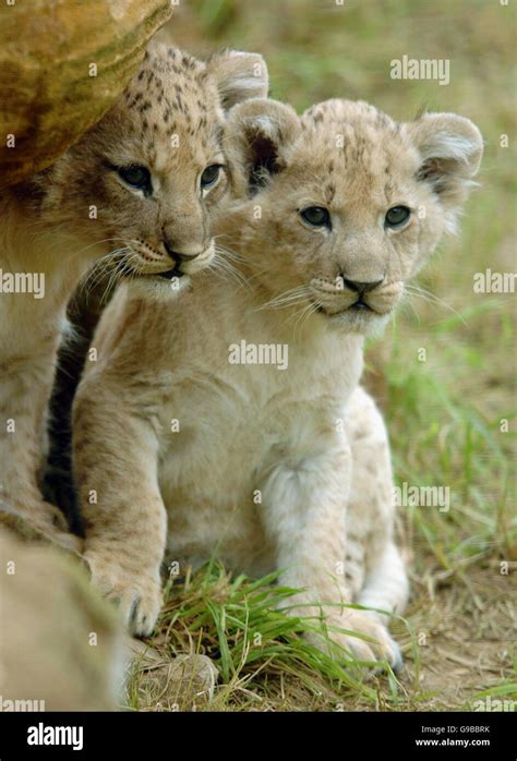 Animals Lions Two Of Four Newly Born Lion Cubs Play At Whipsnade Wild