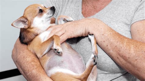 How Soon Can You Tell If A Dog Is Pregnant After Mating