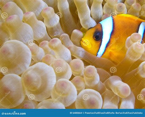 Anemone Fish Nemo Stock Photo Image Of Coastline Diving 6480664