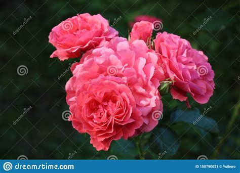 Beautiful Scented Pink Roses Bloom In The Garden Stock Image Image Of