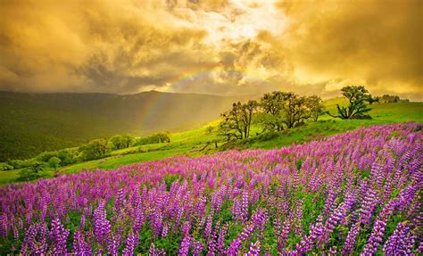 Sunset Rainbow Over Lupine Field Hd Wallpaper Background Image