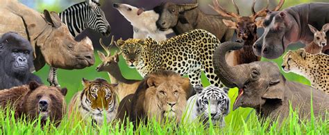 Life Cycle Of Animals Small Animal Planet