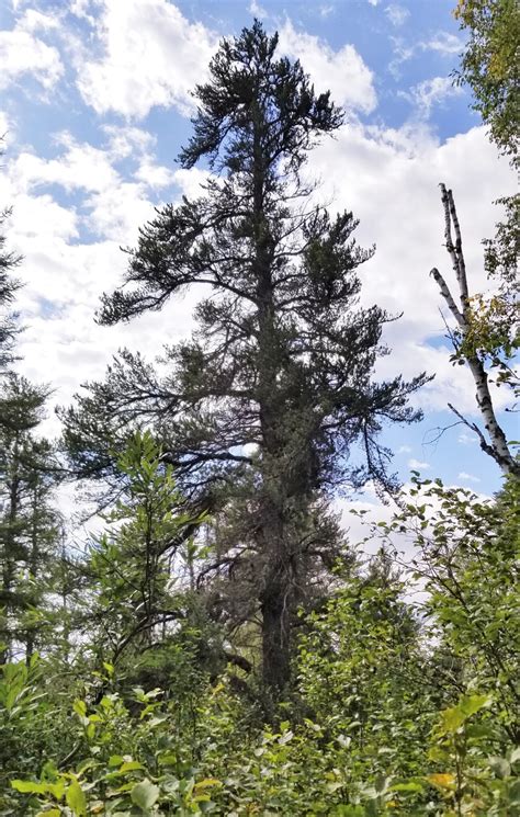 Biggest Jack Pine In America Discovered In Boundary Waters Quetico