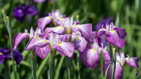 Japanese Iris Care 1 Complete Guide