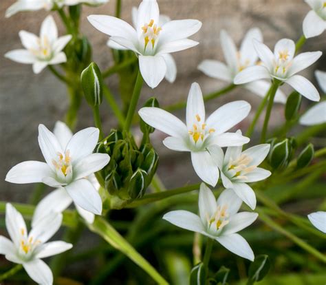 Check spelling or type a new query. Star of Bethlehem Flower | These are considered invasive ...