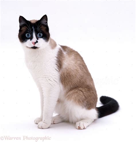 Seal Point Snowshoe Cat Photo Wp16693