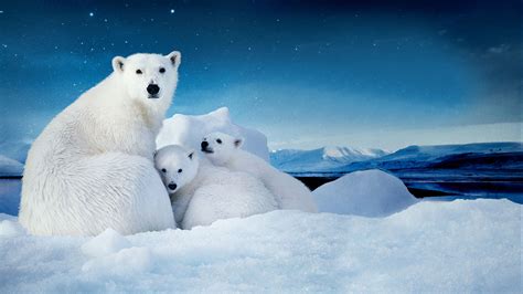 Polar Bear With Cubs Images Glad Philis