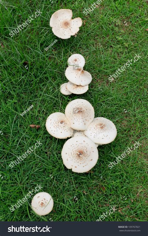 Large White Mushrooms Green Grass Lawn Stock Photo 109767821 Shutterstock