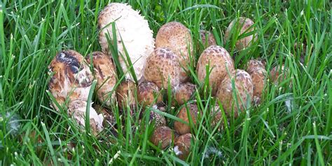 Three Tips On How To Distinguish An Edible Mushroom From A