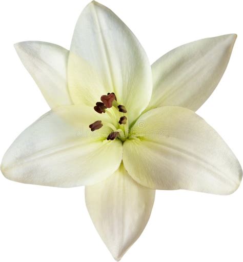 Beautiful White Lily On White Background Stock Photo Image Of Lilly