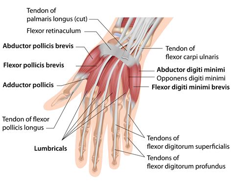 Related online courses on physioplus. Treating Hand and Wrist Pain | Stevens Point Orthopedics