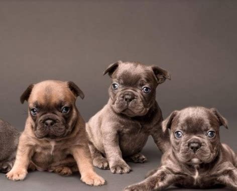 Akc registerd weeks old show quality. 5 Best French Bulldog Breeders In Florida! (Reviews ...
