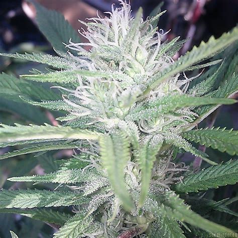 We did not find results for: Monster Cookies (Greenpoint Seeds) :: Cannabis Strain Info