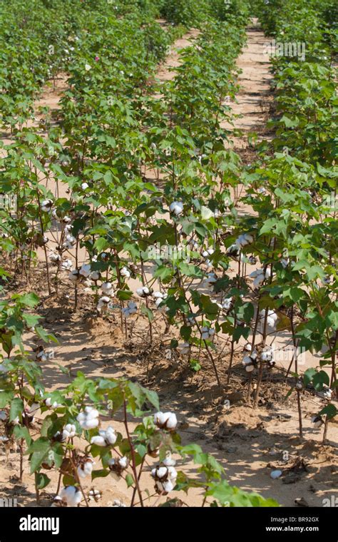 Organic Cotton Bush Hi Res Stock Photography And Images Alamy