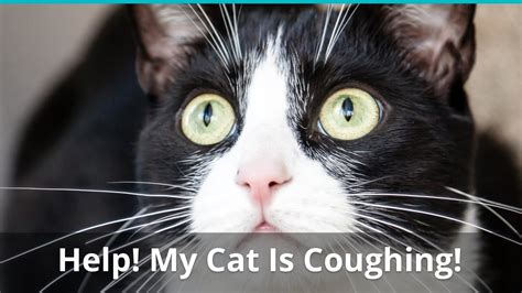 If your cat is coughing frequently now, go see a vet immediately. What To Do When Your Cat Is Coughing Or Wheezing
