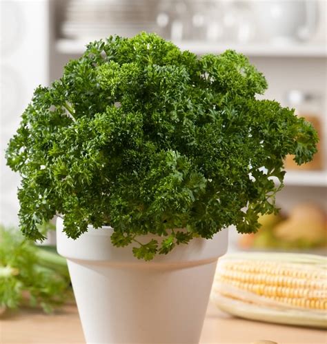 How To Grow Parsley In Pots Year Round In A Little To No Space