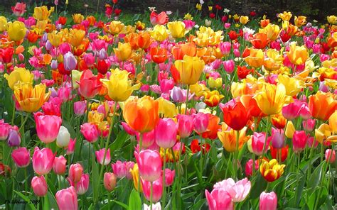 Tulip Flowers Garden Hd Wallpapers 2560x1600