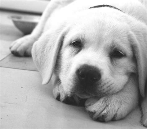 Black And White Cute Dog Kawaii Labrador Photography