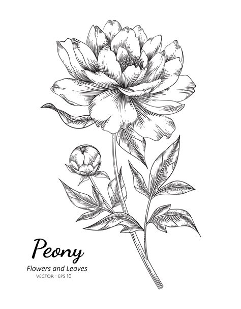 Hand Drawn Peony Flower 962964 Vector Art At Vecteezy