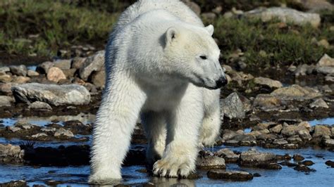 Fjords Icebergs And Polar Bears In Labrador