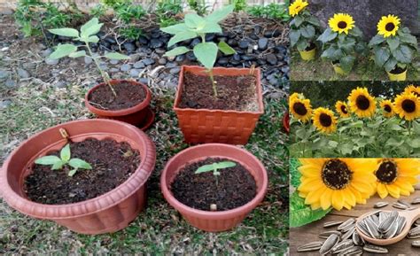 Harga bibit benih biji bunga matahari merah valvet queen sun flower. Harga Bibit Bunga Matahari Terbaru Juli 2020 ...