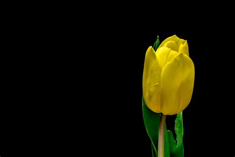 Yellow Tulip Background