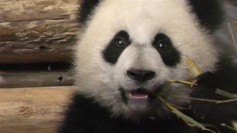 Toronto Zoo Pandas 4k Youtube