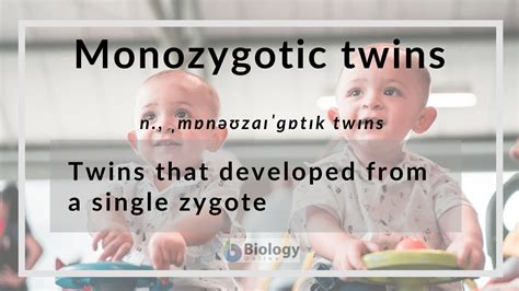 Monozygotic Twins Definition And Examples Biology Online Dictionary