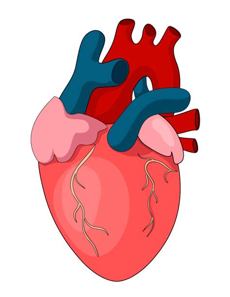 Human Heart Png Transparent Images Free Download Pngfre