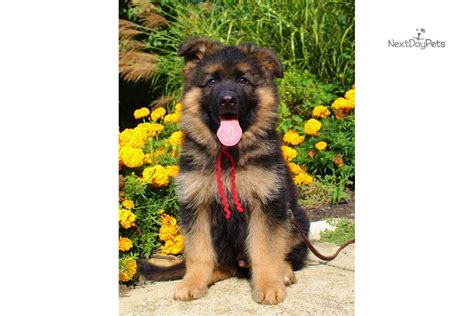 Petland dayton has german shepherd puppies for sale! Vom Buflod Red: German Shepherd puppy for sale near Dayton / Springfield, Ohio. | 81480ece-d0f1